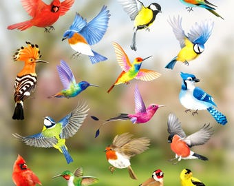 Könnte beinhalten: Eine Sammlung verschiedener Vogelillustrationen, darunter ein roter Kardinal, ein Hüttensänger, ein Wiedehopf, Kolibris in Regenbogenfarben und Pink, ein Blauhäher, ein Gimpel, ein Stieglitz und Meisen. Die Vögel sind im Flug und sitzend dargestellt.