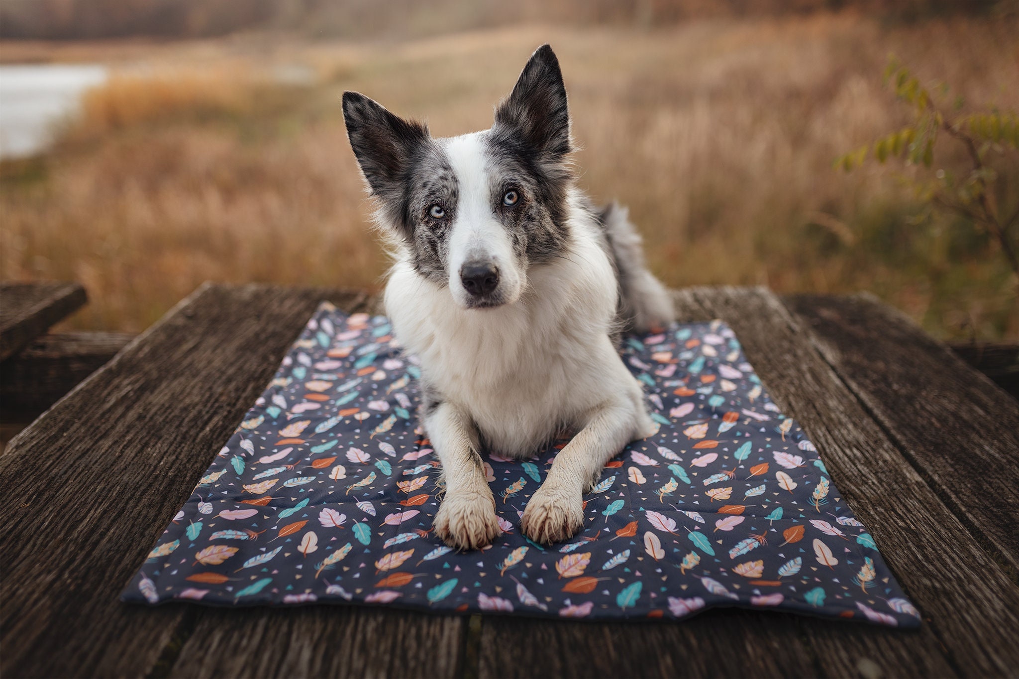 Outdoor dog blanket discount