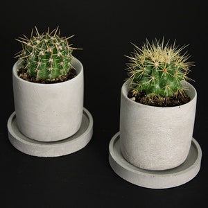 Op de afbeelding: Twee kleine groene cactusplanten in grijze betonnen potten met bijpassende grijze betonnen schotels. De potten en schotels hebben een ruw, getextureerd oppervlak.