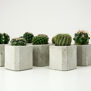 May include: A set of seven small, gray concrete hexagonal planters with a variety of green cactus plants.
