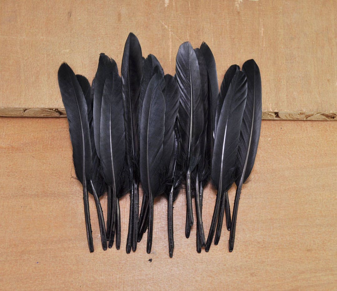 Duck Feather Assortment/cruelty Free Feathers/humane Craft