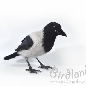 The Hooded Crow Corvus cornix felt bird sculpture The real sized felted Hoodie is action figure of the Eurasian smart ass and hooligan. image 4