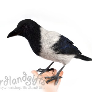 The Hooded Crow Corvus cornix felt bird sculpture The real sized felted Hoodie is action figure of the Eurasian smart ass and hooligan. image 2