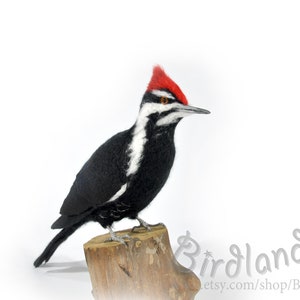 Pileated woodpecker-is the largest extant woodpecker in North America. Realistic Felted Bird. Ornithologist Gift. Wildlife lifelike felt art