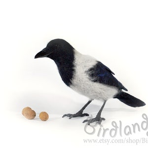 Puede incluir: Un cuervo de fieltro de aguja negro y blanco con un pecho blanco y una cabeza y alas negras. El cuervo está de pie sobre una superficie blanca y mirando tres nueces.