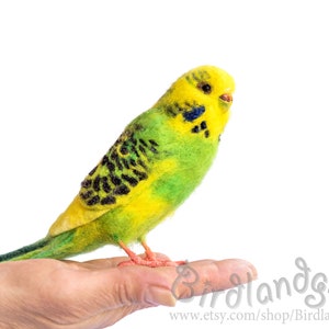 Op de afbeelding: Een kleine groene en gele parkiet met zwarte markeringen zit op de hand van een persoon. De parkiet is een naaldgevoelde vogel.