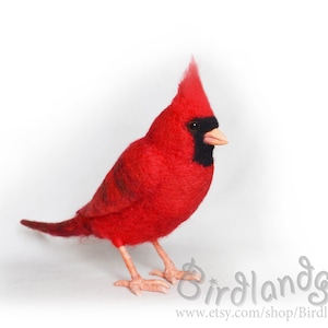 Den tovade fågeln - nordlig kardinal - symbol för NFL-laget Arizona Cardinals, MLB-laget St. Louis Cardinals. Ornitologgåva. Fejk taxidermi.