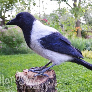 The Hooded Crow Corvus cornix felt bird sculpture The real sized felted Hoodie is action figure of the Eurasian smart ass and hooligan. image 10