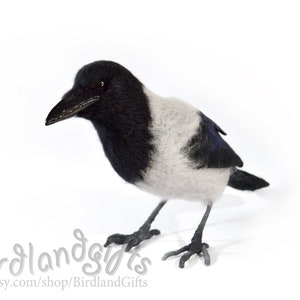 The Hooded Crow Corvus cornix felt bird sculpture The real sized felted Hoodie is action figure of the Eurasian smart ass and hooligan. image 8