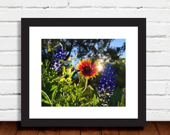 Indian Blanket Flowers and Texas Bluebonnets at Sunrise Wall Art Home Decor Photo Print