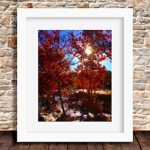 Fall Leaves and Sunlight Form Shape of Texas Photo Wall Print Art Decor