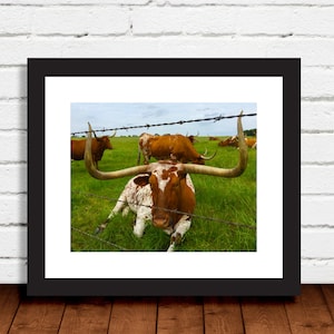 Texas Longhorn - beautiful steer framed by barbed wire burnt orange white green photo art print