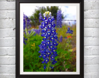Flower Photography - Texas bluebonnet flower close-up wall art print blue spring nature photo