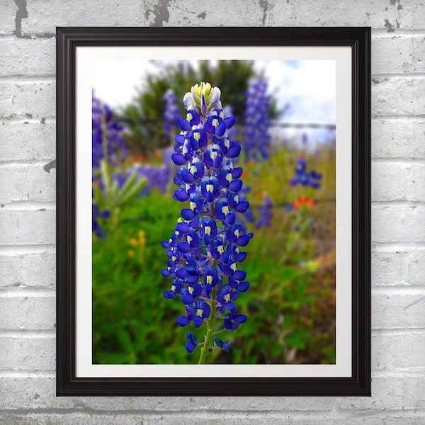 Flower Photography - Texas bluebonnet flower close-up wall art print blue spring nature photo