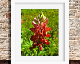 Extremely Rare Red Texas Bluebonnet Photo Art Home Decor Print