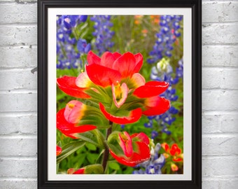 May include: A close-up of a red Indian Paintbrush flower with yellow centers, surrounded by bluebonnet flowers. The flower is in focus, while the background is blurred.