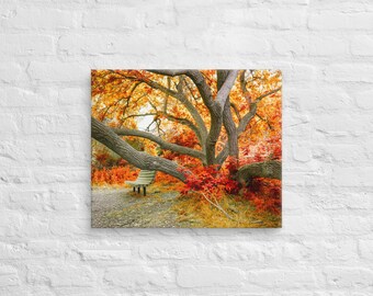Montana Wall Art, Red Trees Bench-Landscape Wall Art Photo Print