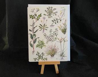 Grasses and Edible Herbs Notecard, Fine Art Botanical Notecard