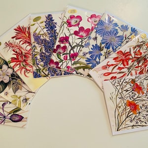 West Coast Native Wildflowers, Colección Notecard, Set de 8