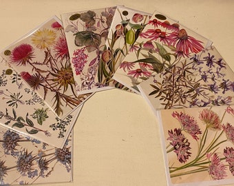 Edible and Medicinal Notecard Collection, Set of 8