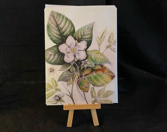 Blackberry Notecard, Fine Art Botanical Notecard