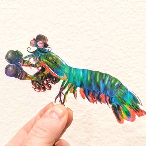 Mantis Shrimp Sticker | Old Timey Mantis Shrimp Prize Fighter | Holographic Sticker