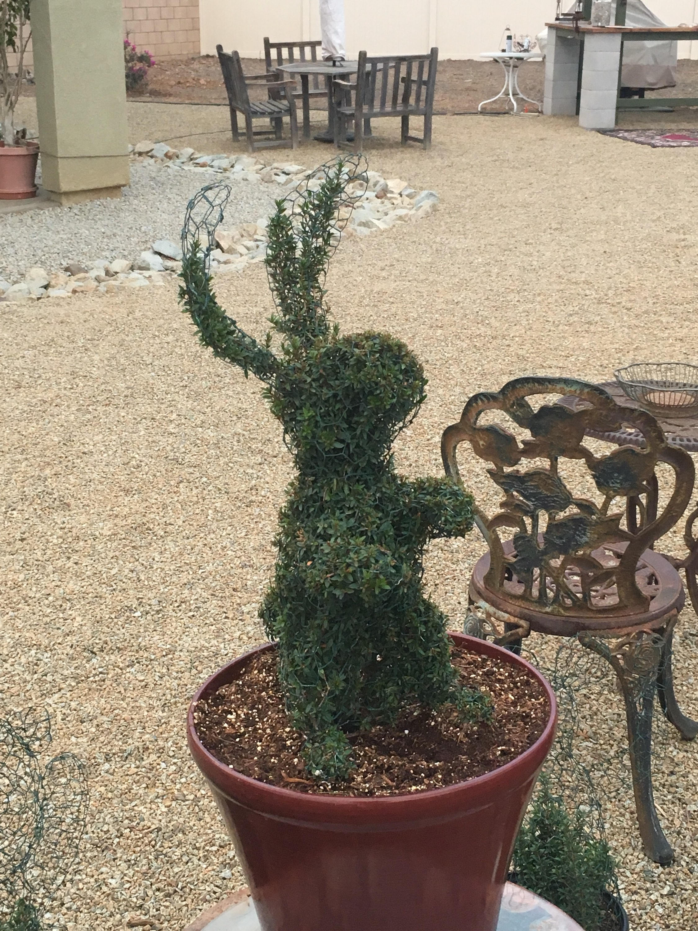 Rabbit Topiary Frame Etsy