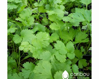 HERB SEEDS: CILANTRO/Coriander - 100 Organic Seeds, Broad Range Cooking Uses - High Germination & Quality - Fresh Seed