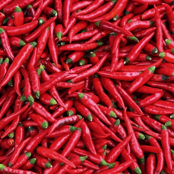 Red Cayenne Jalapeno Habanero 4 Hot Peppers Some Like it HOT Garden Kit Save 25/% Ghost Pepper Bhut Jolokia