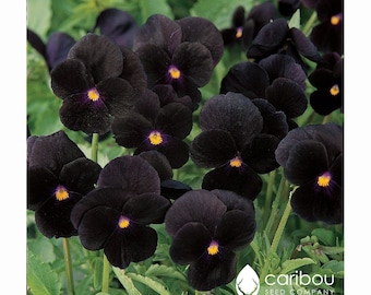 Anual | VOLTA AO PRETO Viola | 40-50 Sementes | Flores pretas profundas, centro amarelo | Floresce durante todo o verão | Semente fresca e orgânica | Flores Negras