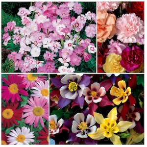 SAVE 25% | PLAYFUL PERENNIALS Garden by Caribou Seed Company | Includes 4 Flowers | Hollyhock, Echinacea, New England Aster, Pyrethrum Daisy