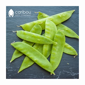 VEGETAL: Avalance Snow PEA *10 Sementes* Fresco, de alta qualidade e orgânico - sem OGM