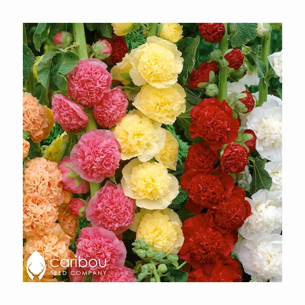 STAUDE | Stockrose CHATER'S Double Triumph Mix | 20 Samen | Althea rosea | Schnittblume, Schmetterlingsgarten