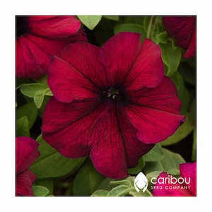 Caribou Seed Company: SUPERCASCADE BURGUNDY Petunia Seeds - Large 5 inch Blooms! High Quality & Fresh  (35 - 40 seeds)