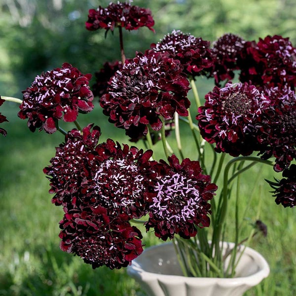 ANUAL/ BLACK KNIGHT Scabiosa / 30 Semillas / Deep Black/Burgundy Blooms / Attracts Butterflies & Bees / Fresh Seed