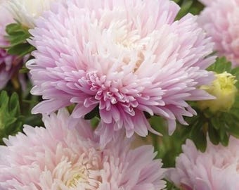 CARIBOU SEED COMPANY | Appleblossom Aster | Annual | 50-60 Seeds | Callistephus chinensis | Fresh Canadian Seed | Heirloom Variety