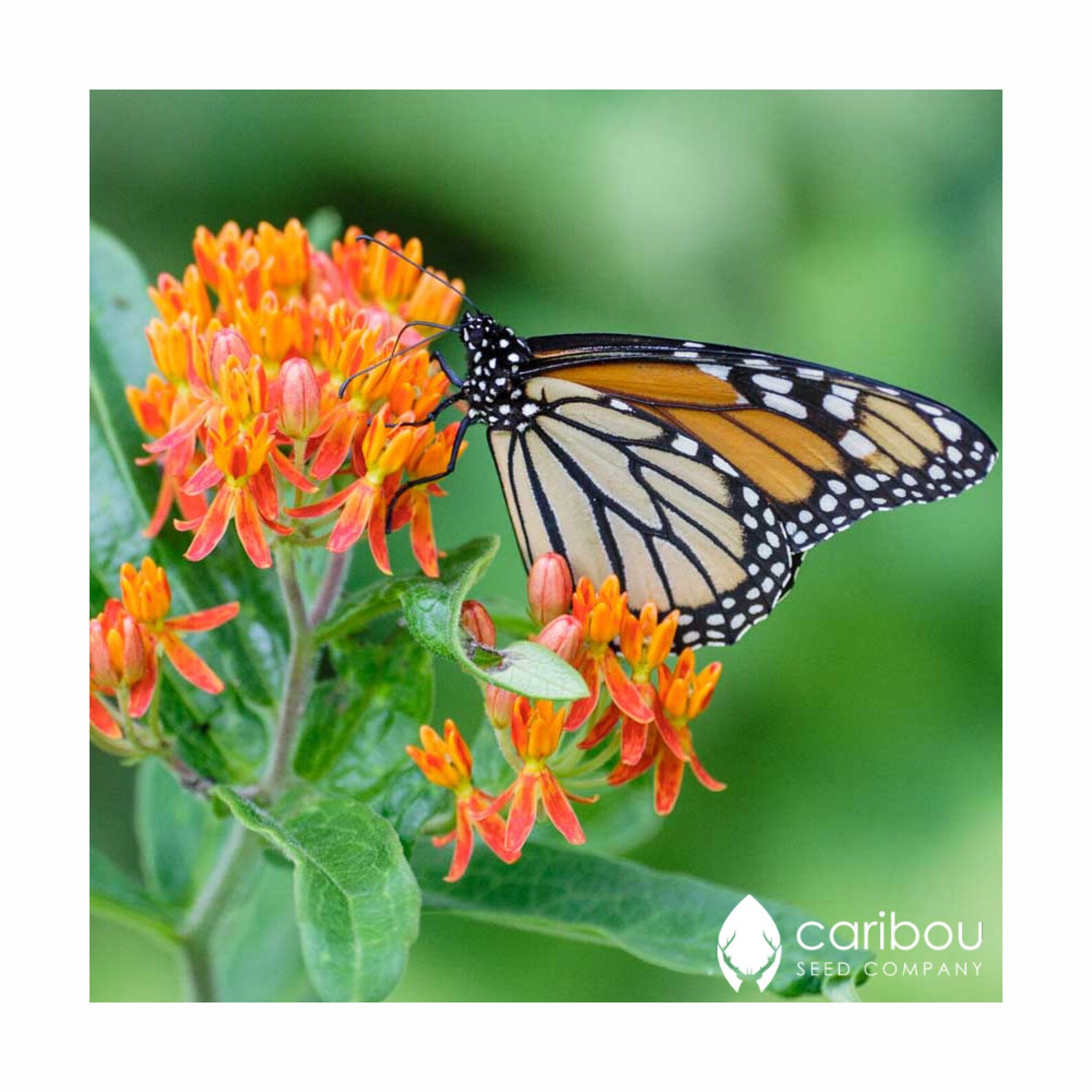 Save 25 MONARCH BUTTERFLY GARDEN Seed Kit 4 Flowers Etsy