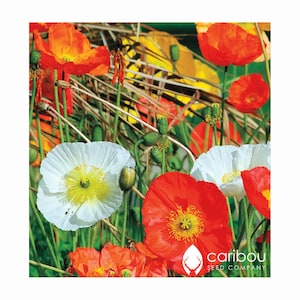 PERENNIAL: California Poppy &#39;Mission Bells&#39; - 100+ Seeds - Gold, White, Red, Orange Blooms - Fresh, Organic