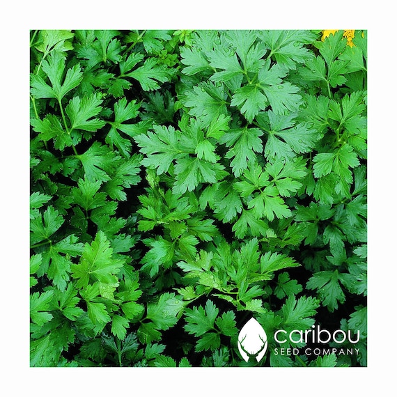 100+ Seeds Canadian Herb Seed Fresh Caribou Seed Company: Organic Garlic Chives Easy to Grow