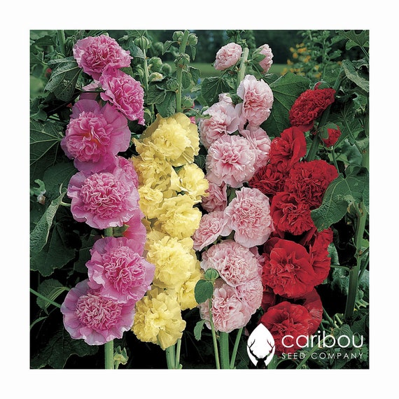 Hollyhock chater Scarlet Flower 20 Seeds