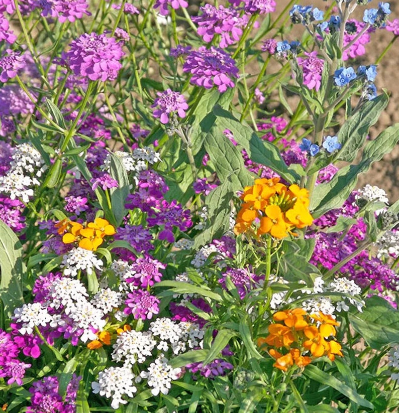 WILDFLOWER PARTIAL SHADE Mix 100 Seeds Attracts Etsy