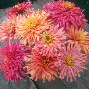 ANNUAL | &#39;Giant Cactus Mix&#39; ZINNIA | 50 Seeds | Large Beautiful Blooms | Attracts Butterflies, Bees, Hummingbirds | Deer Resistant