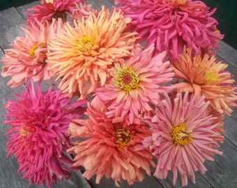 ANUAL / 'Mezcla de cactus gigantes' ZINNIA / 50 semillas / Flores grandes y hermosas / Atrae mariposas, abejas, colibríes / Resistente a los ciervos