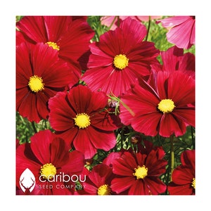 ANNUAL: COSMOS RUBENZA - 50 Seeds, Nice Blooms - Attracts Butterflies & Bees- Fresh Seed, High Quality and Germination