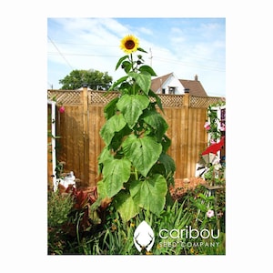 Annual: GIGANTEUS SUNFLOWER |  20 seeds | 12 Ft. Tall | Attracts Bees & Pollinators |  Fresh, Organic Seed