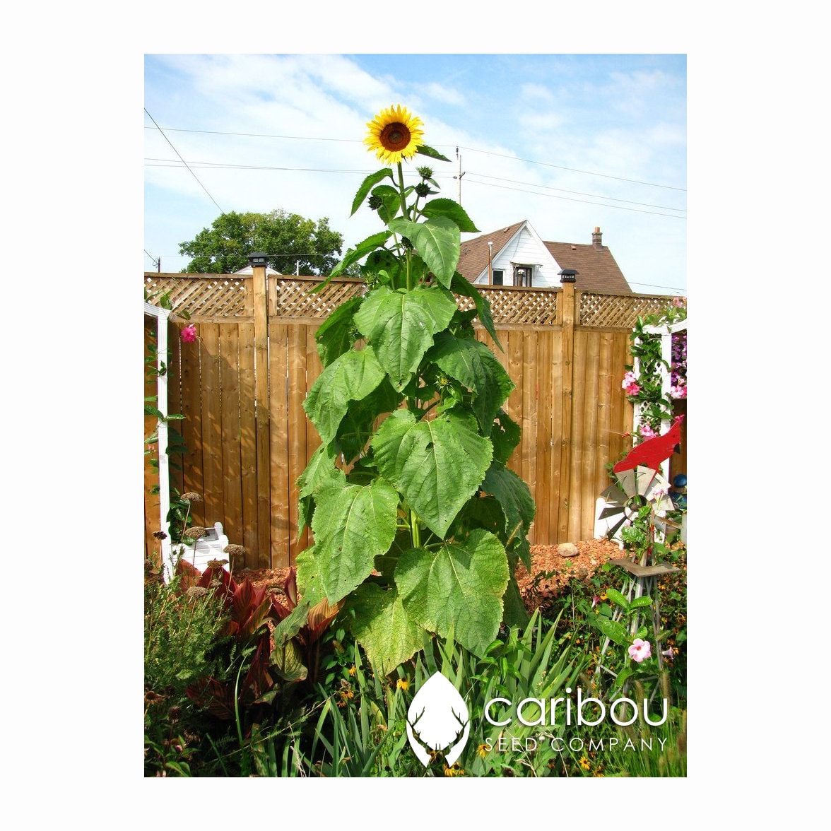 Annual GIGANTEUS SUNFLOWER   21 seeds   21 Ft. Tall   Attracts Bees &  Pollinators   Fresh, Organic Seed