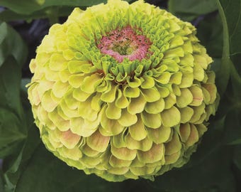 ANNUAL | 'Queen Lime' ZINNIA | 20 Seeds | Beautiful Burgundy Red Blooms | Attracts Pollinators, Butterflies, Bees | Ideal Cutflower