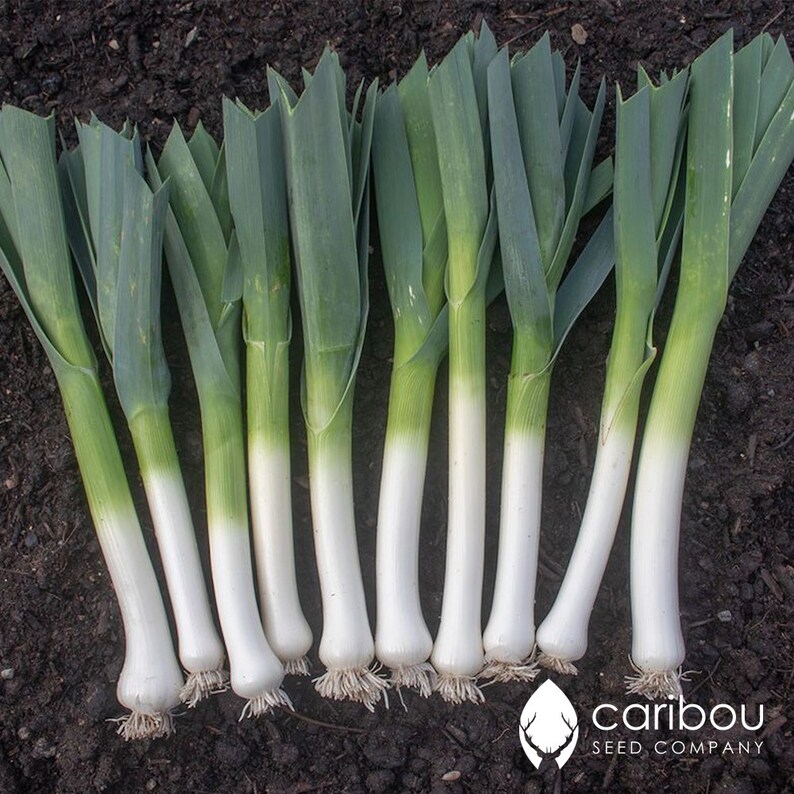 LEEK WINNER VEGETABLE SEEDS LEEK SEEDS 500 SEEDS