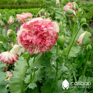PERENNIAL:  Flemish Antique POPPY  - (Peony Poppy)  100+ Seeds - Beautiful Large Blooms - Deer Resistant