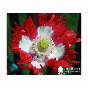 Annual: CANADIAN FLAG Poppy - 100+ Seeds, Beautiful Red & White Blooms, Deer Resistant